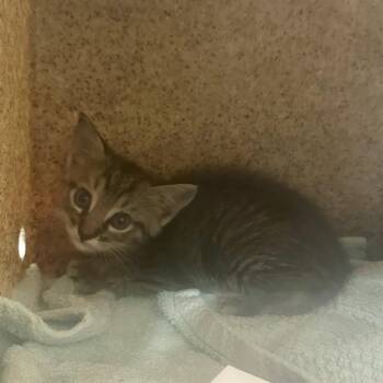 SANDY CHEEKS -  Domestic Short Hair Cat for Adoption in Riverside, California - SANDY CHEEKS | PetCurious