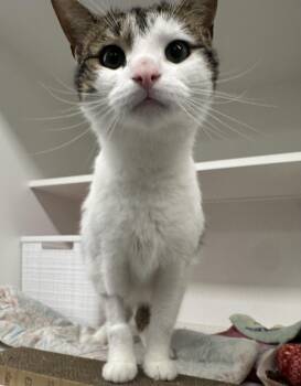 Winter (ID 41165) -  Domestic Short Hair Cat for Adoption in Manassas, Virginia - Winter (ID 41165) | PetCurious