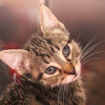 Domestic Short Hair Cats Available for Adoption in Sioux City, Iowa - Pig | PetCurious