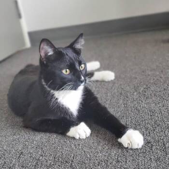 Domestic Short Hair Cats Available for Adoption in Chino Hills, California - Boo - Chino Hills Location | PetCurious