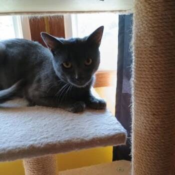 Rescue Domestic Short Hair Cats for Adoption in Madison, Wisconsin - Gerhard | PetCurious