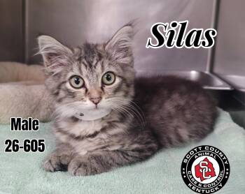Silas -  Domestic Long Hair Cat for Adoption in Georgetown, Kentucky - Silas | PetCurious