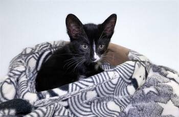 DIEGO -  Domestic Short Hair Cat Available for Adoption in Fort Lauderdale, Florida - DIEGO | PetCurious