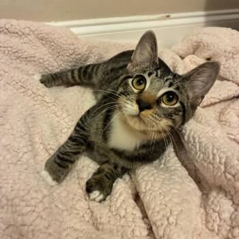 Milo -  Domestic Short Hair Cat for Adoption in Folsom, Louisiana - Milo | PetCurious