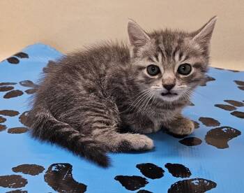 Dale -  Domestic Short Hair Cat Available for Adoption in Washington Court House, Ohio - Dale | PetCurious
