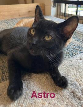 Astro -  Domestic Short Hair Cat for Adoption in Zimmerman, Minnesota - Astro | PetCurious