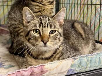 Guido -  Tabby and Tiger Cat for Adoption in Ringwood, New Jersey - Guido | PetCurious