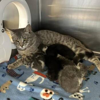 Tofu (beige collar) -  Domestic Short Hair Cat for Adoption in Redwood City, California - Tofu (beige Collar) | PetCurious