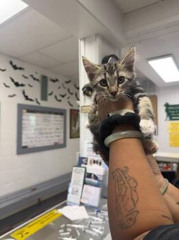 Douglas -  Domestic Medium Hair Cat for Adoption in Ontario, California - Douglas | PetCurious