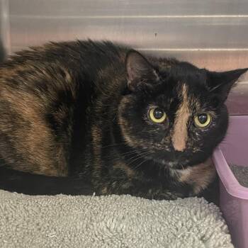 Bethany -  Domestic Short Hair and Mixed Breed Cat for Adoption in Port Charlotte, Florida - Bethany | PetCurious