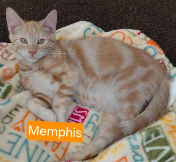 Rescue Domestic Short Hair Cats for Adoption in Landenberg, Pennsylvania - Memphis | PetCurious
