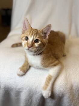 Latte E. -  Domestic Short Hair and Tabby Cat for Adoption in Frisco, Texas - Latte E. | PetCurious