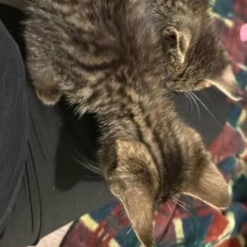 Freddie -  Domestic Short Hair Cat for Adoption in Brevard, North Carolina - Freddie | PetCurious