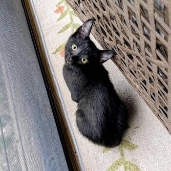 Hex -  Domestic Short Hair Cat for Adoption in Bentonville, Arkansas - Hex | PetCurious