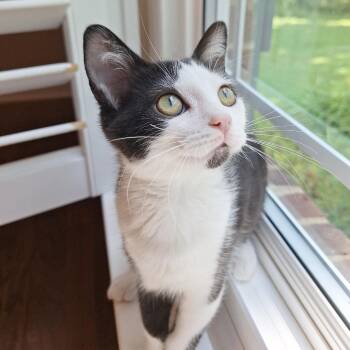 Oreo -  Domestic Short Hair Cat for Adoption in Chattanooga, Tennessee - Oreo | PetCurious