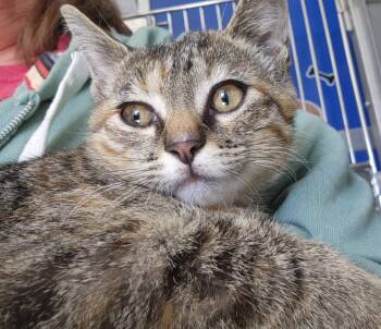 Rescue Domestic Short Hair Cats for Adoption in Walnutport, Pennsylvania - Joci | PetCurious