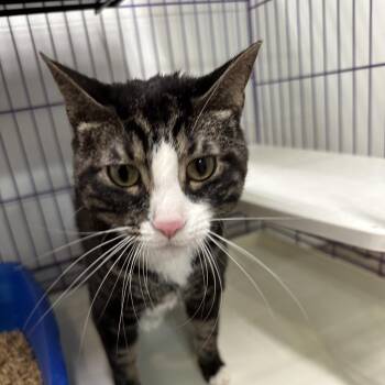 Rescue Domestic Short Hair Cats for Adoption in Priest River, Idaho - Aramis | PetCurious