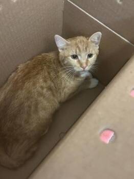 Athena -  Domestic Short Hair Cat for Adoption in Wichita, Kansas - Athena | PetCurious