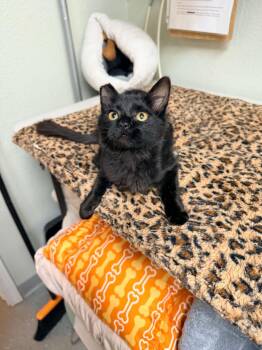 Meringue -  Domestic Long Hair Cat for Adoption in Lincoln, California - Meringue | PetCurious