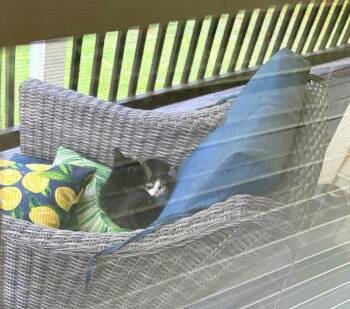 Pixie *kitten* -  Domestic Short Hair Cat for Adoption in Culpeper, Virginia - Pixie *kitten* | PetCurious