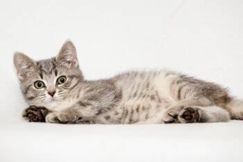 Rescue Domestic Short Hair Cats for Adoption in Washburn, Wisconsin - Daisy | PetCurious