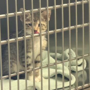 Scout -  American Shorthair Cat for Adoption in Columbus, Georgia - Scout | PetCurious
