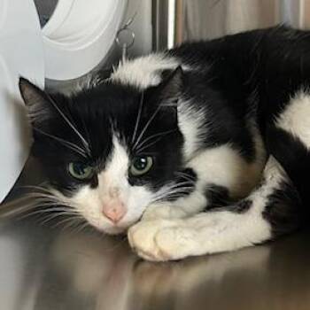 Domestic Short Hair Cats Available for Adoption in Knoxville, Tennessee - Jacey | PetCurious