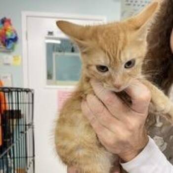 Iron Maiden (DeMatti Kit 2) -  Domestic Short Hair Cat for Adoption in Marble, North Carolina - Iron Maiden (DeMatti Kit 2) | PetCurious