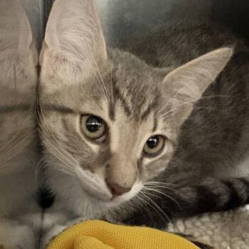 White Fang -  Domestic Short Hair Cat for Adoption in Gloucester, Virginia - White Fang | PetCurious