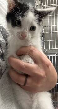 Rescue Domestic Short Hair Cats for Adoption in Hillsdale, Indiana - Fable | PetCurious