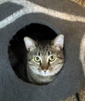 Tabby Cats Available for Adoption - BRIGHT EYES | PetCurious