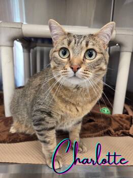 Domestic Short Hair Cats Available for Adoption in Nevada, Iowa - Charlotte | PetCurious