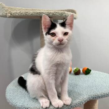 Camellia -  Domestic Short Hair and Tuxedo Cat for Adoption in Mastic, New York - Camellia | PetCurious