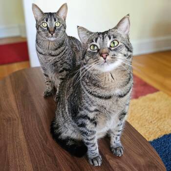 Tabby and Domestic Short Hair Cats Available for Adoption in Chicago, Illinois - Debbie And Dottie | PetCurious