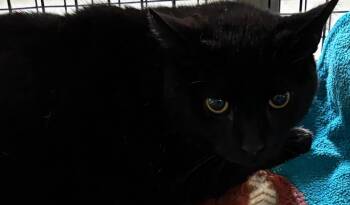 Domestic Short Hair Cats Available for Adoption in Elizabethton, Tennessee - Billy Bob | PetCurious