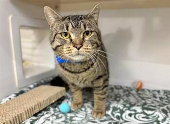 Domestic Short Hair Cats Available for Adoption - RINGO | PetCurious