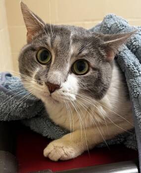 Ethan -  Domestic Medium Hair Cat for Adoption in Columbia, Illinois - Ethan | PetCurious