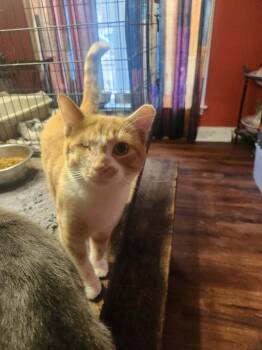 Rescue Domestic Short Hair Cats for Adoption in Salisbury, North Carolina - Sabo | PetCurious