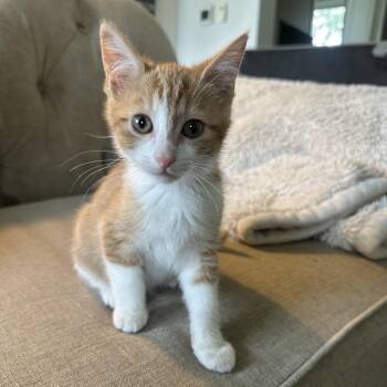 Zip -  Domestic Short Hair Cat for Adoption in Potomac, Maryland - Zip | PetCurious