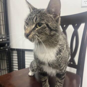 Juanita -  Domestic Short Hair Cat for Adoption in Bismarck, North Dakota - Juanita | PetCurious