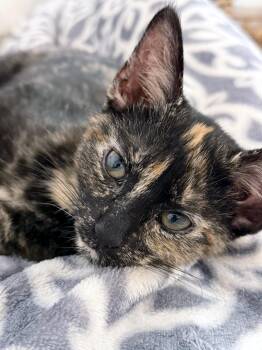 Tippy (Lap Cat Alert) -  Domestic Short Hair Cat for Adoption in Lake Monroe, Florida - Tippy (Lap Cat Alert) | PetCurious