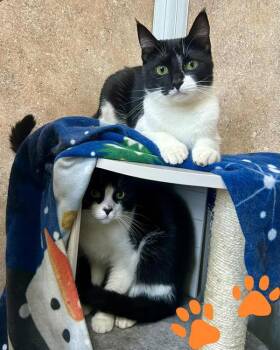 Rescue Domestic Short Hair Cats for Adoption in Novato, California - Lizzie | PetCurious