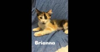 Brianna -  Domestic Long Hair and Calico Cat for Adoption in Ruskin, Florida - Brianna | PetCurious