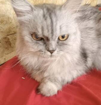 Sherry -  Siberian and Burmilla Cat for Adoption in Brampton, Ontario - Sherry | PetCurious