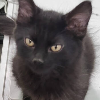 Rescue Domestic Medium Hair Cats for Adoption in Granby, Missouri - Holland AKA AA 61 | PetCurious