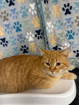 Domestic Short Hair Cats Available for Adoption - Bubblegum | PetCurious