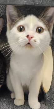Rio -  Domestic Short Hair Cat for Adoption in Athens, Tennessee - Rio | PetCurious