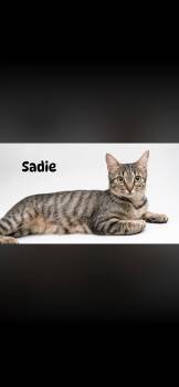 Sadie -  Domestic Short Hair Cat for Adoption in Dalworthington Gardens, Texas - Sadie | PetCurious
