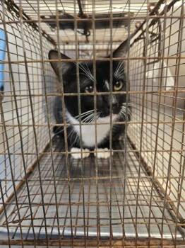Domestic Short Hair Cats Available for Adoption in Houston, Texas - FELIX | PetCurious
