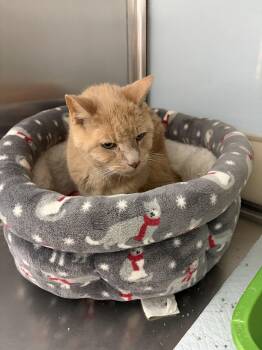 Ginger -  Domestic Short Hair Cat for Adoption in Worcester, Massachusetts - Ginger | PetCurious